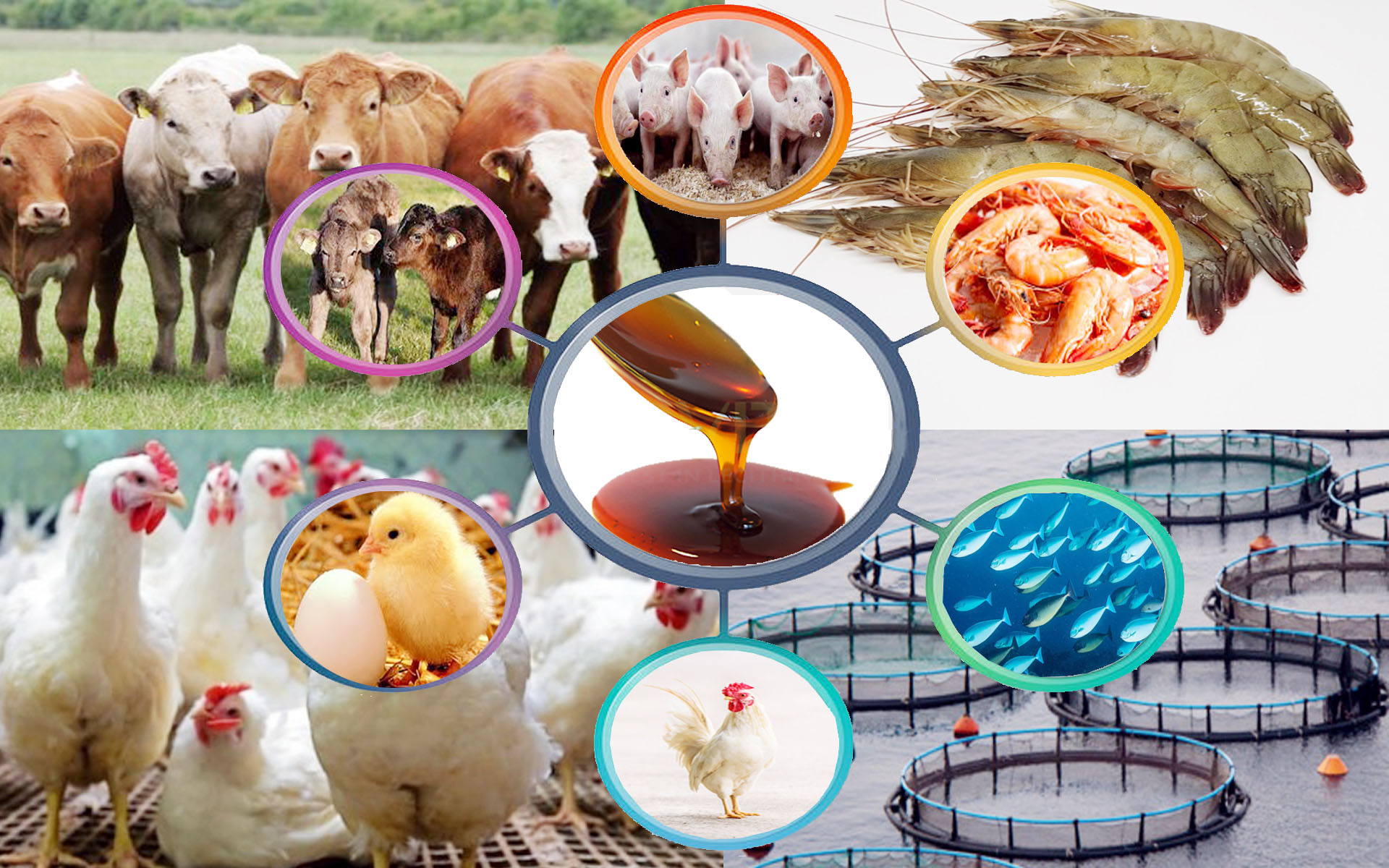 Soya Lecithin Feed Grade Soya Lecithin Feed Grade