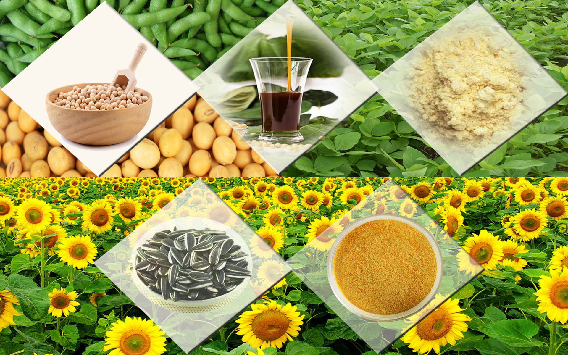 Soya Lecithin Liquid Non GMO Soya Lecithin Non GMO